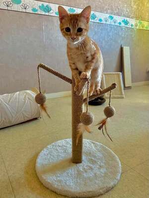 Adopter Boss