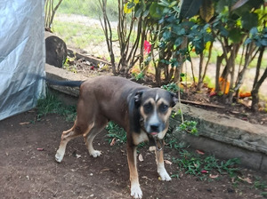 Adopter Zanah