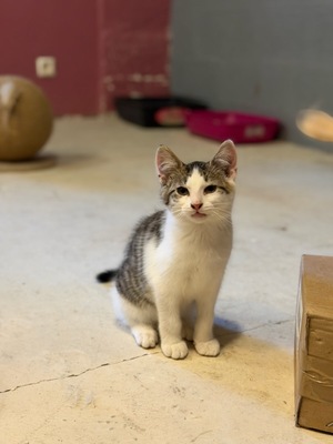 Adopter Billy