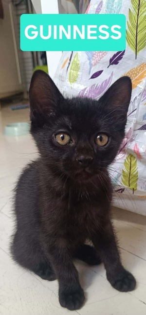 Adopter GUINNESS
