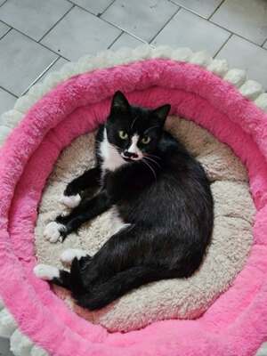 Adopter BETTY BOOP