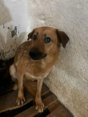 Adopter Mila