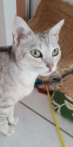 Adopter Hiboux