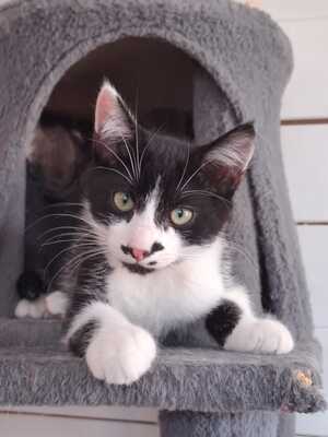 Adopter MENTHE