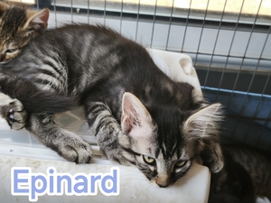 Adopter Epinard