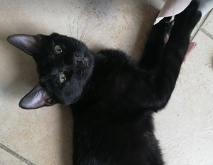 Adopter GASPARD 