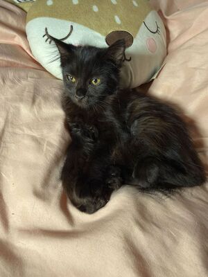 Adopter Boreale