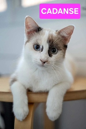 Adopter Cadanse