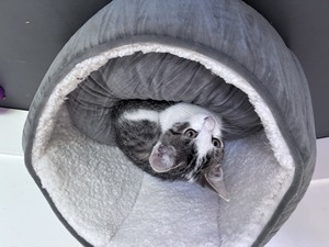 Adopter CHATONS