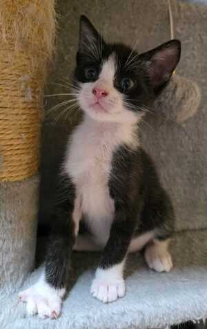 Adopter Yuzu