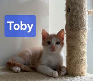 Adopter Toby