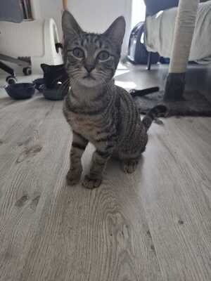 Adopter Grizzly