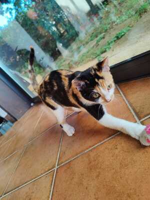 Adopter Bella
