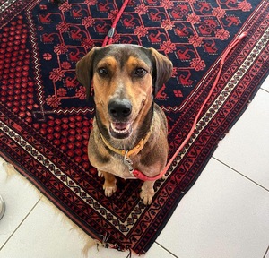 Adopter Mama
