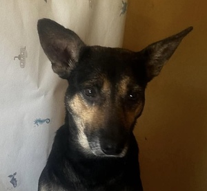 Adopter Iska