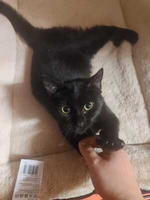 Adopter Pépite