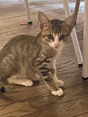 Adopter Dantès