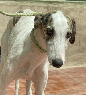 Adopter Romy