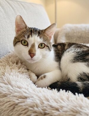 Adopter Picsou