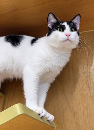 Adopter Nino