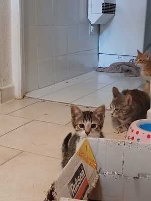 Adopter MIELE, SONNIE, SMEG et DYSON