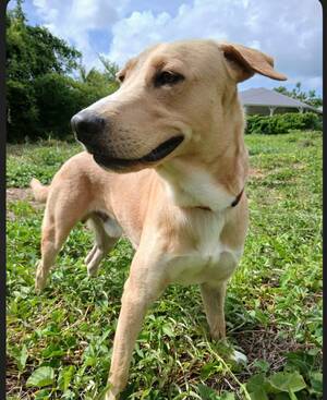 Adopter Kiko