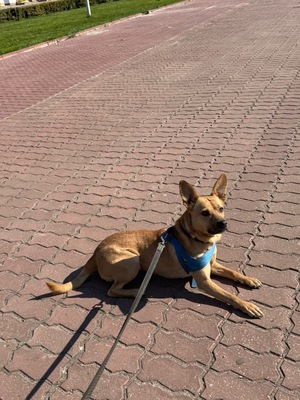 Adopter KORA, chien a adopter!