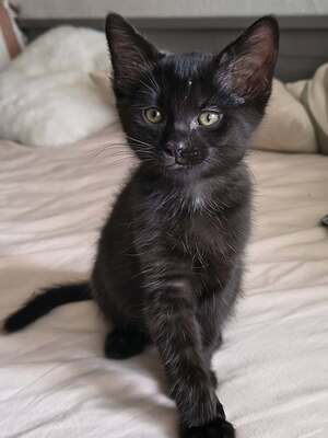 Adopter Ayaté