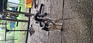 Adopter Belvita
