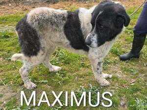 Adopter Maximus