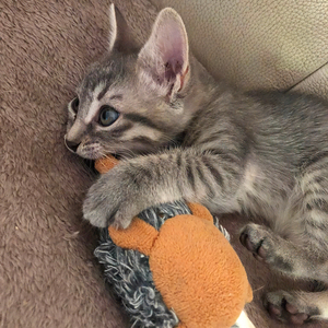 Adopter BISCOTTE**