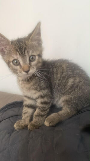 Adopter Proffe, chaton à reserver!