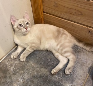 Adopter Neige
