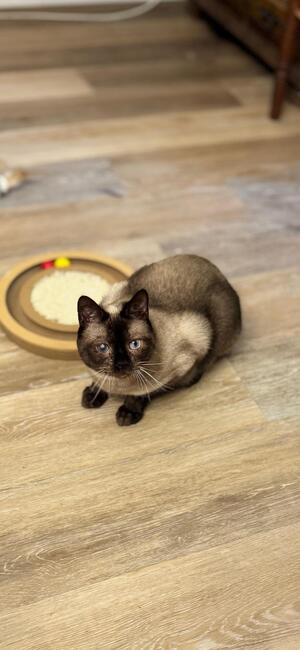 Adopter Boris