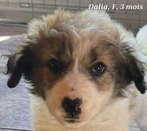 Adopter Dalia