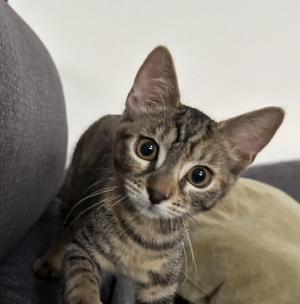 Adopter BARBALALA