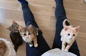 Adopter Bubble et Byron