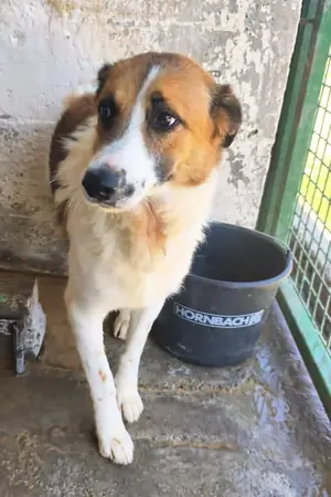 Adopter Lutti