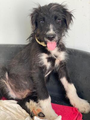 Adopter Alcancil 