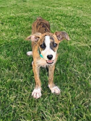Adopter Yara