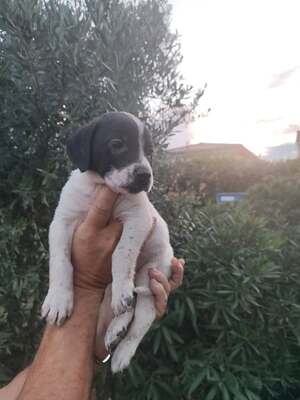 Adopter Ruby