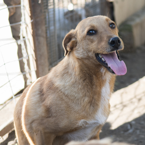 Adopter Noro