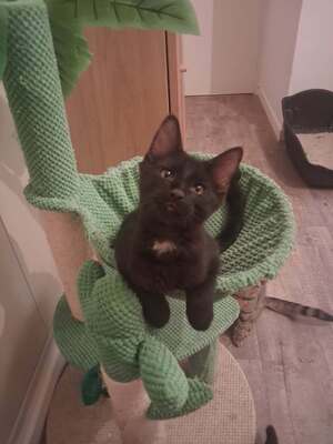 Adopter BERLIOZ