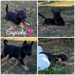 Adopter Cupcake