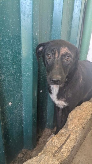 Adopter Astrid
