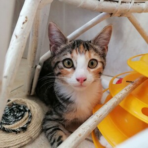 Adopter ALIZé