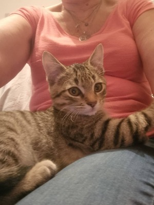 Adopter Boréale 