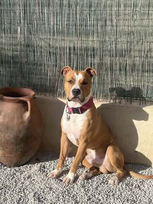 Adopter Arès