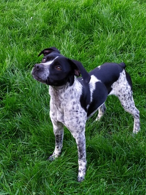 Adopter APY