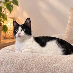 Adopter Lilly